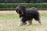 TERRIER DU TIBET 099